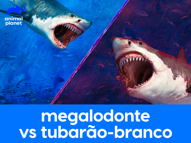 Megalodonte Vs Tubarão-branco
